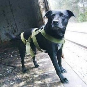 Meet your Posher, Liz